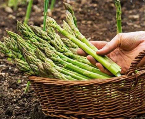 Tıkalı Arterleri Temizlemek ve Kalp Krizinden Korunmak için Tüketmeniz Gereken Besinler Kuşkonmaz