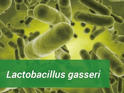 Lactobacillus Gasseri - Çok faydalı bir bakteri
