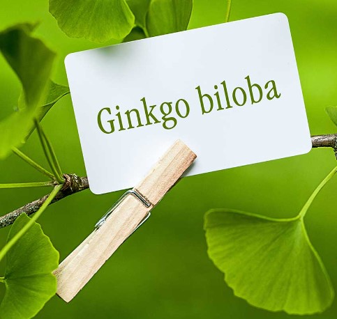 Şifalı Ağaç Ginkgo Biloba nedir? Özellikleri,Kullanımı,Faydaları ve Zararları